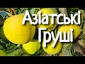 Груша Тембо Лі (ПОВНЕ ВІДЕО ВІД ЦВІТУ ГРУШІ ДО ДЕГУСТАЦІЇ)