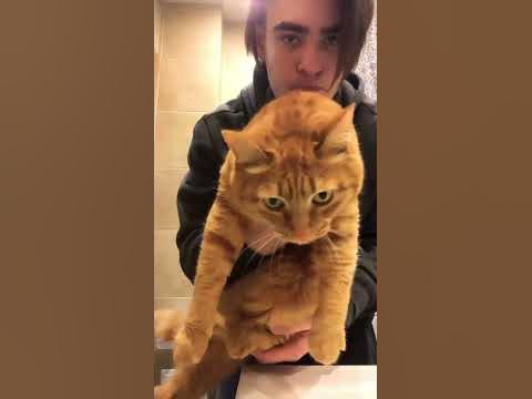 Кошка добровольно согласилась ))) #рекомендации - YouTube