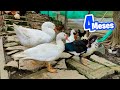 Patos Mudos con 4 meses y el Ganso Pera