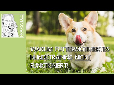 Video: Tipps, um Ihren Hund davon abzuhalten, Futter zu stehlen