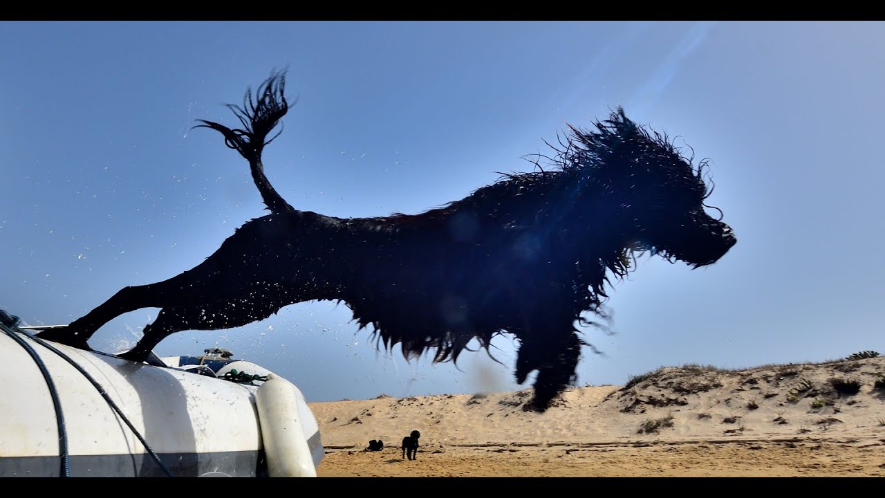 Portugiesischer Wasserhund lernt tauchen