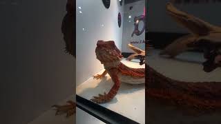 Find your favorite reptiles here on Palmstreet 🦎❤️