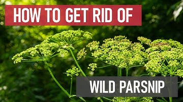 How to Get Rid of Wild Parsnip [Weed Management]