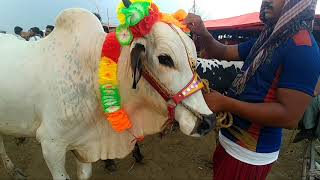 Bakra Mandi Pakistan 2021, Lakhodair Bakra Mandi