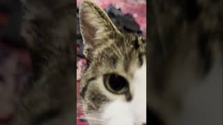 Kal Raat Aaya Mere Ghar Ek Chor #shorts #funnycatvideos #cat #tuxedocat #shiro #keera #catlife #cats