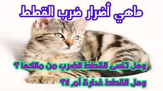 ماهي اضرار ضرب القطط وهل تنسى القطط الضرب من مالكيها؟ / What are the harms of hitting cats