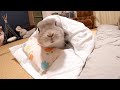寝室に凸してきたかと思えばお布団を横づけして一緒に寝る気満々のうさぎさん