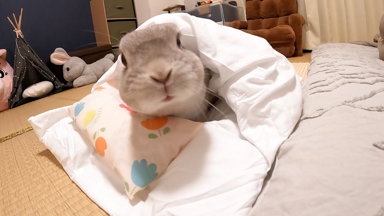 うさぎ 一緒 に 寝る