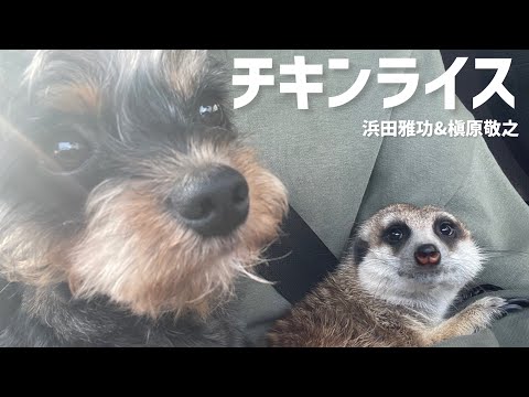 子犬とミーアキャットが親友になる過程。ミーアキャットが歌ってみた。