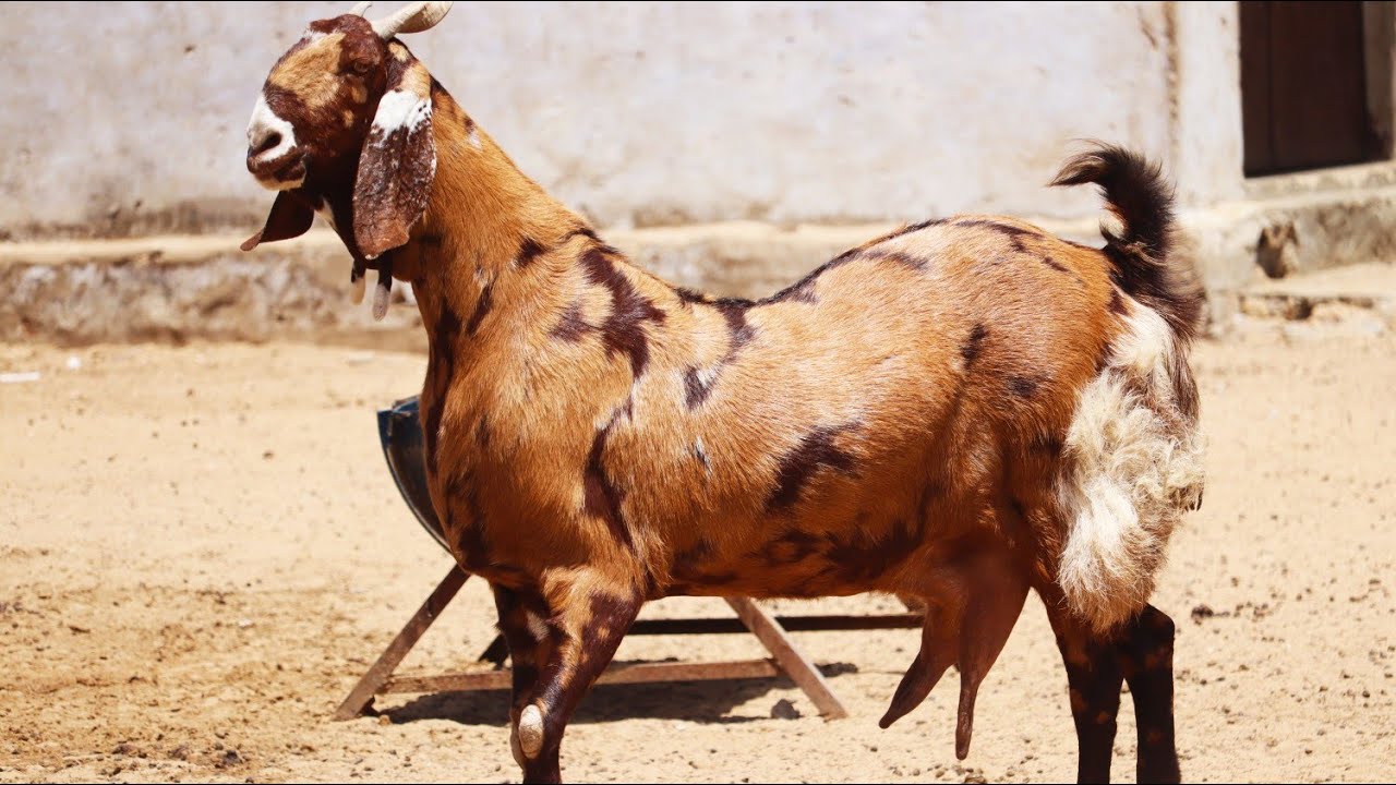 sirohi full heavy bakri pragnat 4 month ki 90 kg live weight - YouTube