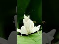 the fascinating world of praying mantises