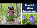 How to transplant  divide vinca minor groundcover periwinkle perennial