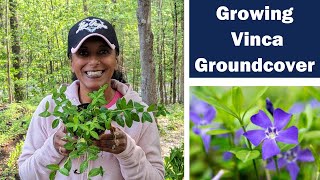 How To Transplant Divide Vinca Minor Groundcover Periwinkle Perennial