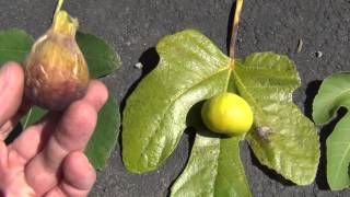 How to identify fig varieties
