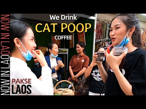 Drinking Cat Poop