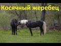 Косячный жеребец. Качества и обязанности.