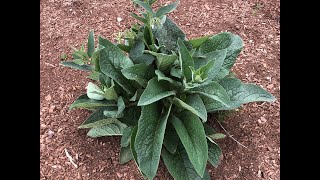Propagating and Using Comfrey in the Garden