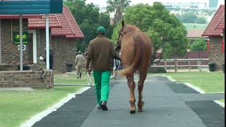 Lot 54 - Check Me Check You Walking Rear View