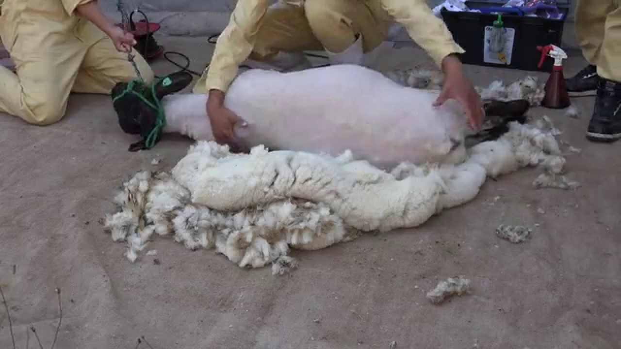 4k ひつじ年にちなんで 羊の毛刈り 北海道士別市 羊と雲の丘 Youtube