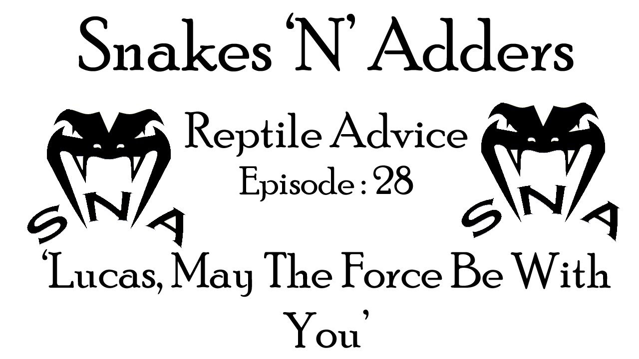 reptile care app Snakes 'N' Adders Reptile Advice : Episode - 28 (Lucas, may the force be with you!)
