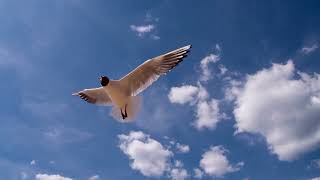 Davis Osborne - On The Wings Of Love Full Album Visualizer