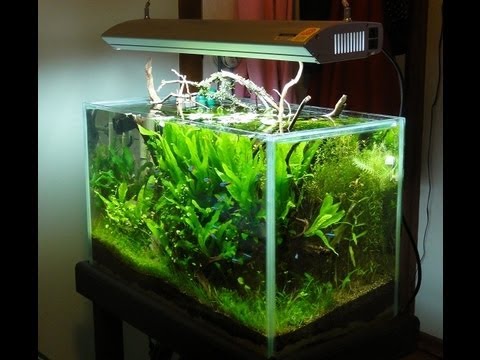 2ft 20 Gallon High Tech Planted Tank Tropical Aquarium  YouTube