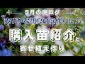 【初夏〜秋のガーデニングに向けて】爽やかな初夏の庭作りに購入した苗紹介と寄せ植え作り|宿根草|ハーブ|花苗|山野草|