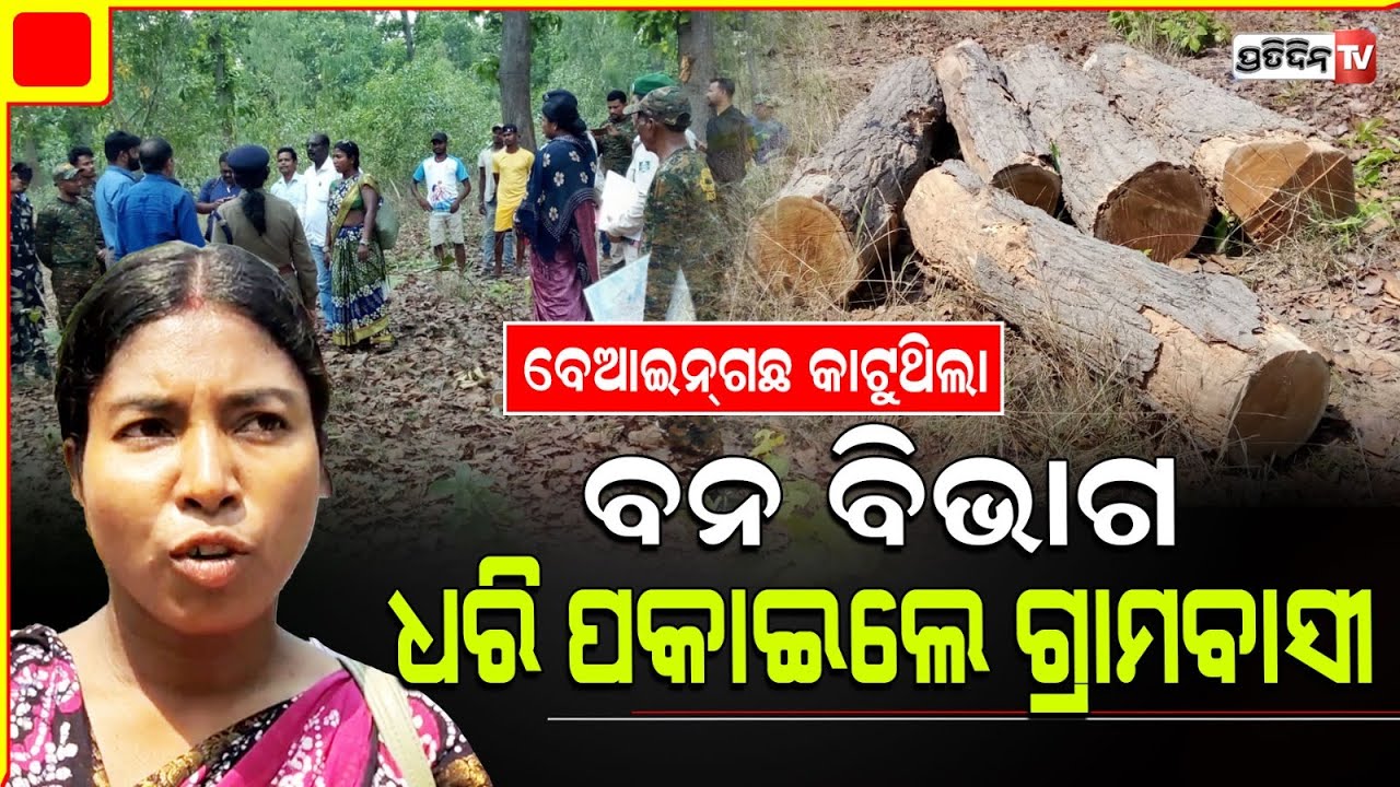 ଗଛ କାହିଁକି କାଟିଲ? ଗରମ୍ କେତେ ଜାଣି ପାରୁନ ପର୍ମିସଂନ୍ କାଇଁ ? Mayurbhanj Sal Tree cutting by forest dept.