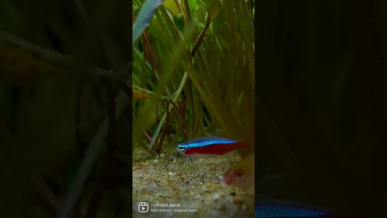 Cardinal tetra nano fish | Living jewel 💎 