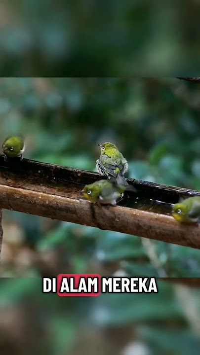 The Charm of the Pleci Bird: The Beautiful-Sounding Spectacled Bird #PleciBird #PleciGacor #Pleci...