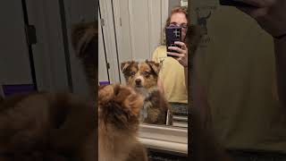 The cutest reflection reaction #lunabear #doggo #puppyvideos