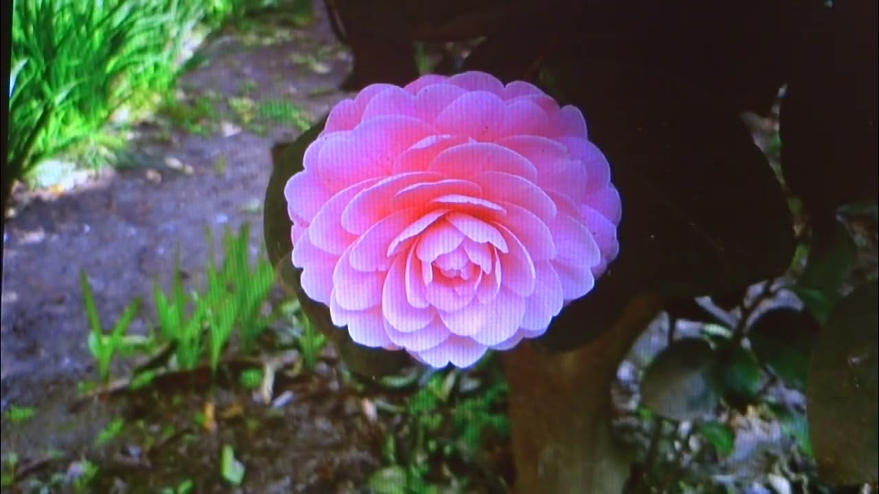 湖哀愁 三代沙也可 YouTube