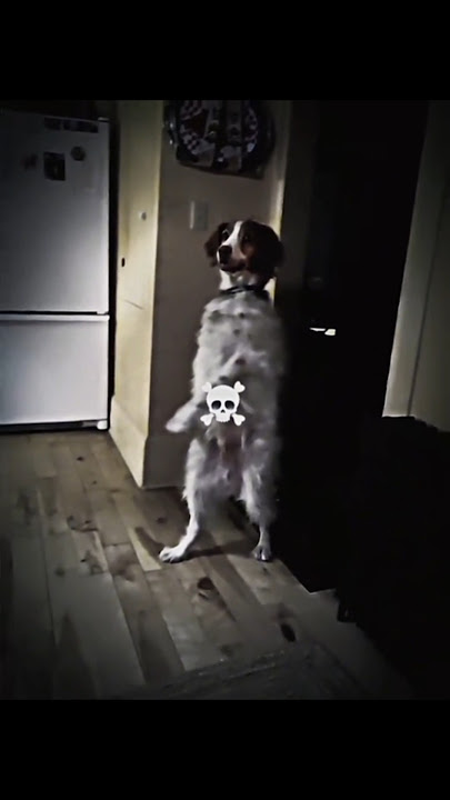 GIRLS DOG VS BOY DOG 🥵 #trolledit #scary #scarydog #dogs #tranding #edit #viral #shorts   #dogshorts