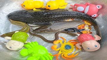 Kem Chanel và mèo trắng đi bắt cá được cá vàng, cá trê, cá koi, con rùa, con vịt, thả về bể bơi