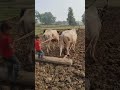 gam ma moj kre vala #farming