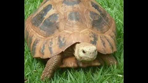 Mylestone class 3rd volume 1 english