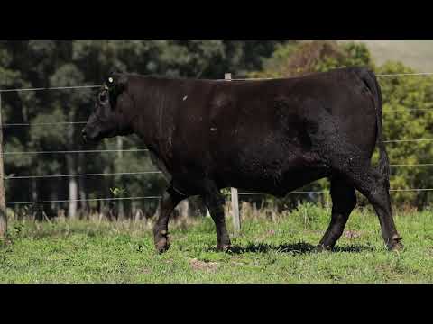 LOTE 5  1199