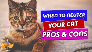 When Should You Neuter a Cat and Why: the risks and benefits