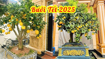 Bưởi cảnh bonsai chơi Tết 2025 đẹp xuất sắc // 085.88.98765