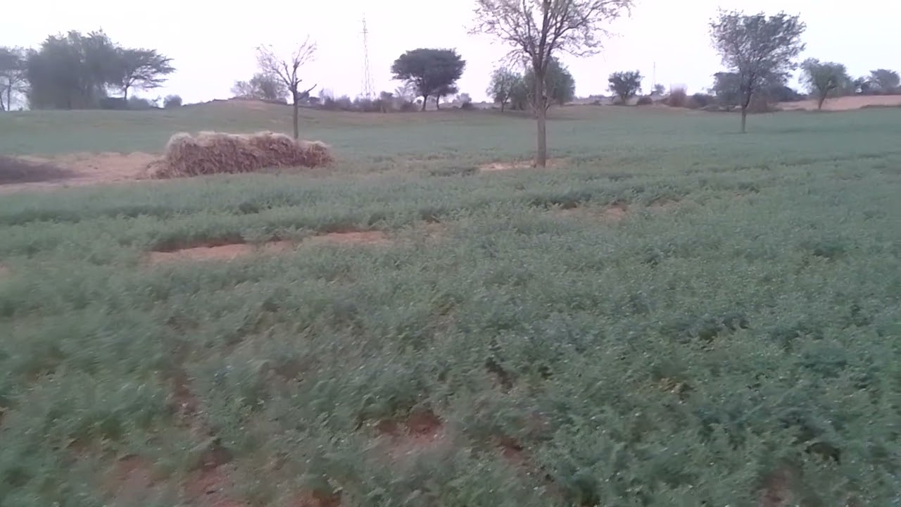 यह हमारे खेत का वीडियो चने की फसल का