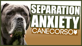 How To Deal With A CANE CORSO With Separation Anxiety