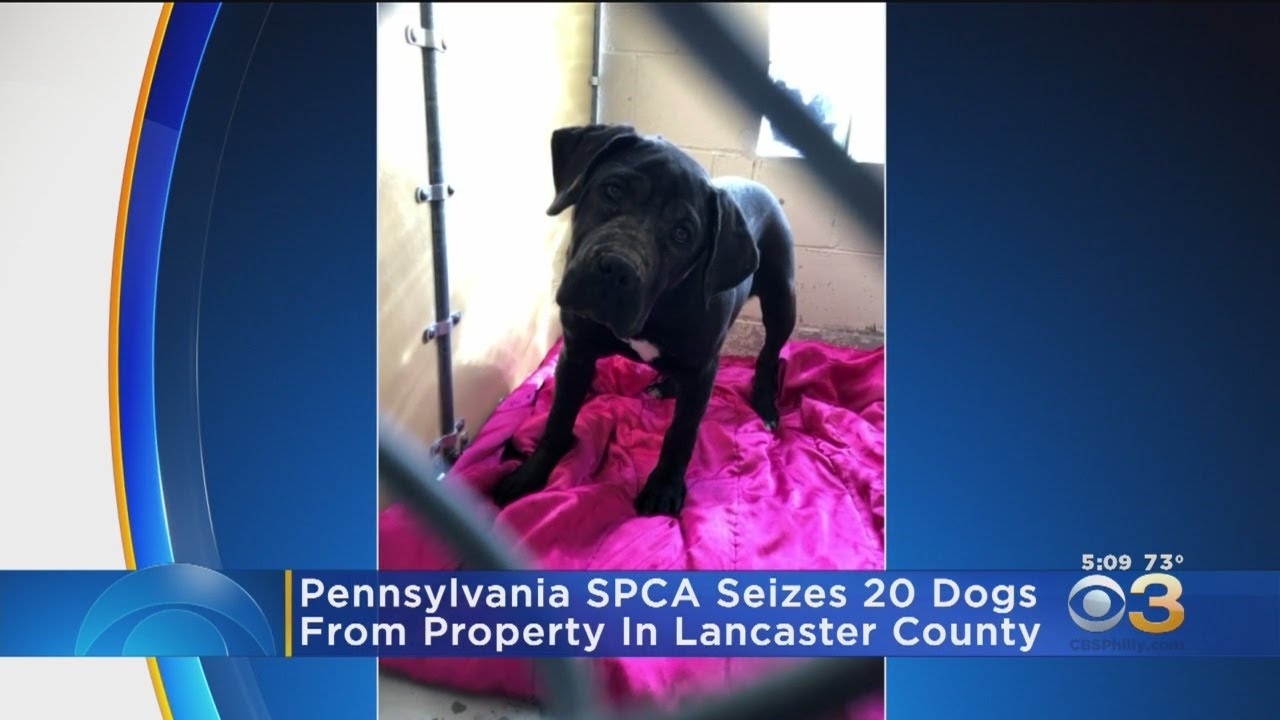 Pennsylvania SPCA Seizes 20 Dogs From Lancaster County Property YouTube