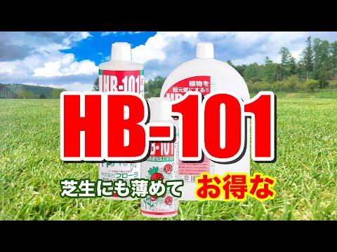 天然植物活力液HB-101の上手な使い方　芝生編
