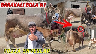 😱 Barakali Bola Narxlari Sindirib Yubordi! Bunaqa Sigirlarni Bu Pulga Hech Qayerda Topolmaysiz