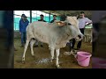 Story of krishnalimb  the vet who serves disabled animals