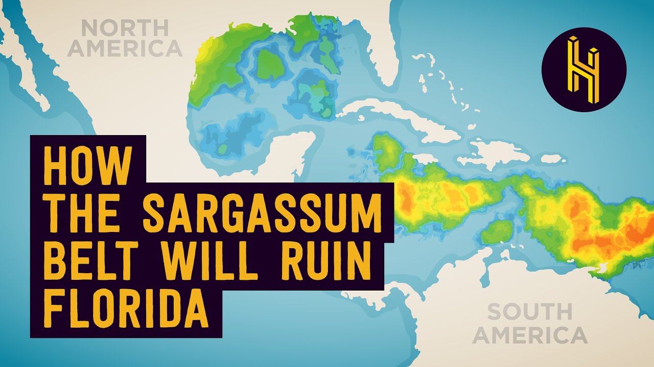 ⁣The Continent-Sized Algae Blob That’s Coming for Florida