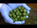 Best Olive Oil Processing Line - OLIVE Farm Agriculture Technology