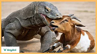 Top 10 Animals That Could Defeat A Komodo Dragon in Real Battles