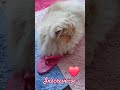 O video mais fofo do Domingo 🙏Amor e simplicidade #gatopersa #shorts #youtubeshorts #pets #gatos