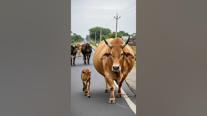 Cow sound 🐄 Biggest Cow Ever? You Won’t Believe the Sound It Makes! 😱🐮 #cow